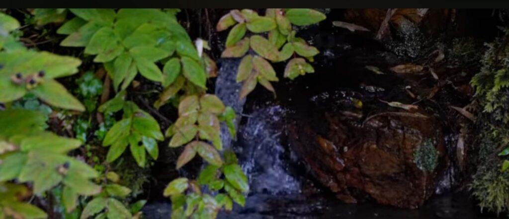 Un ejemplo de resiliencia: Comité de Agua Potable Rural de Mashue lidera proceso de renaturalización de cuencas