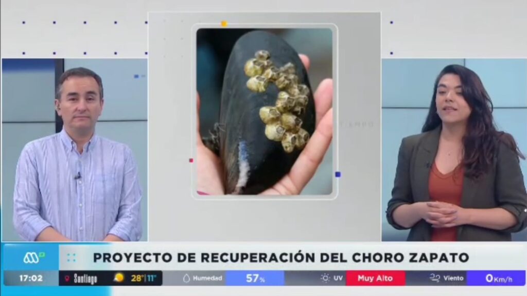 Entrevista en Mega: recuperación del choro zapato en el estuario del río Huellelhue combina ciencia, educación y saberes locales