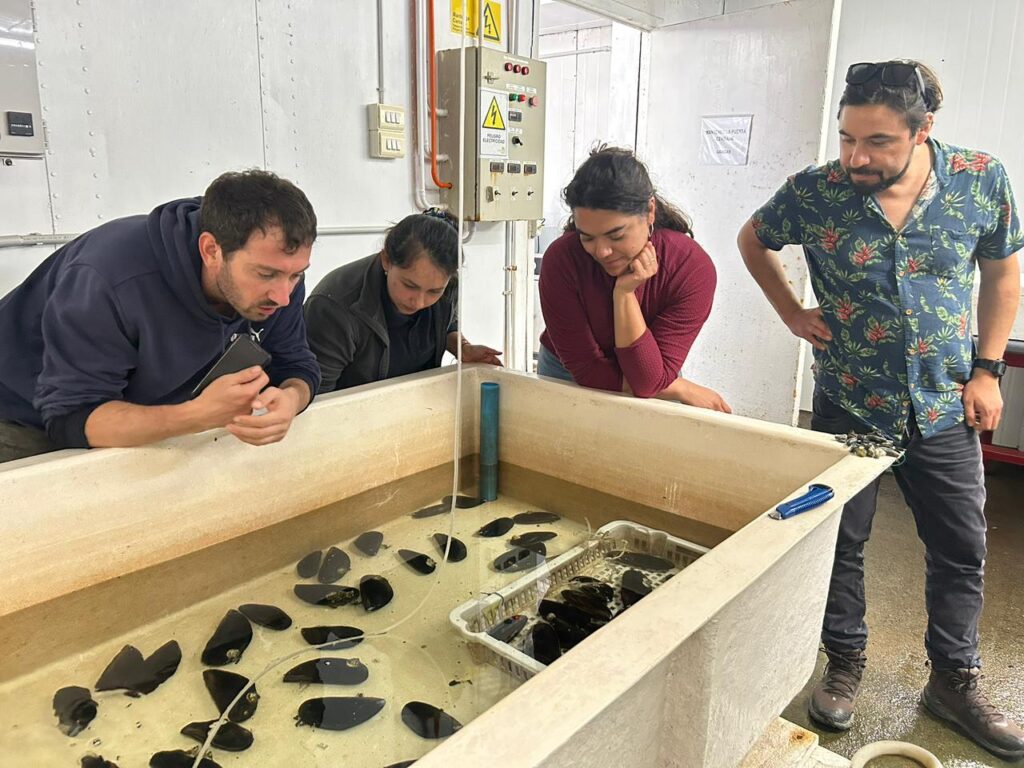 Junto a IFOP reforzamos el plan de repoblamiento del choro zapato en Huellelhue 