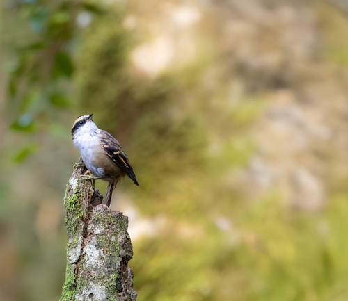 SMA publica más de 12 millones de registros de biodiversidad en el Día Mundial de la Naturaleza