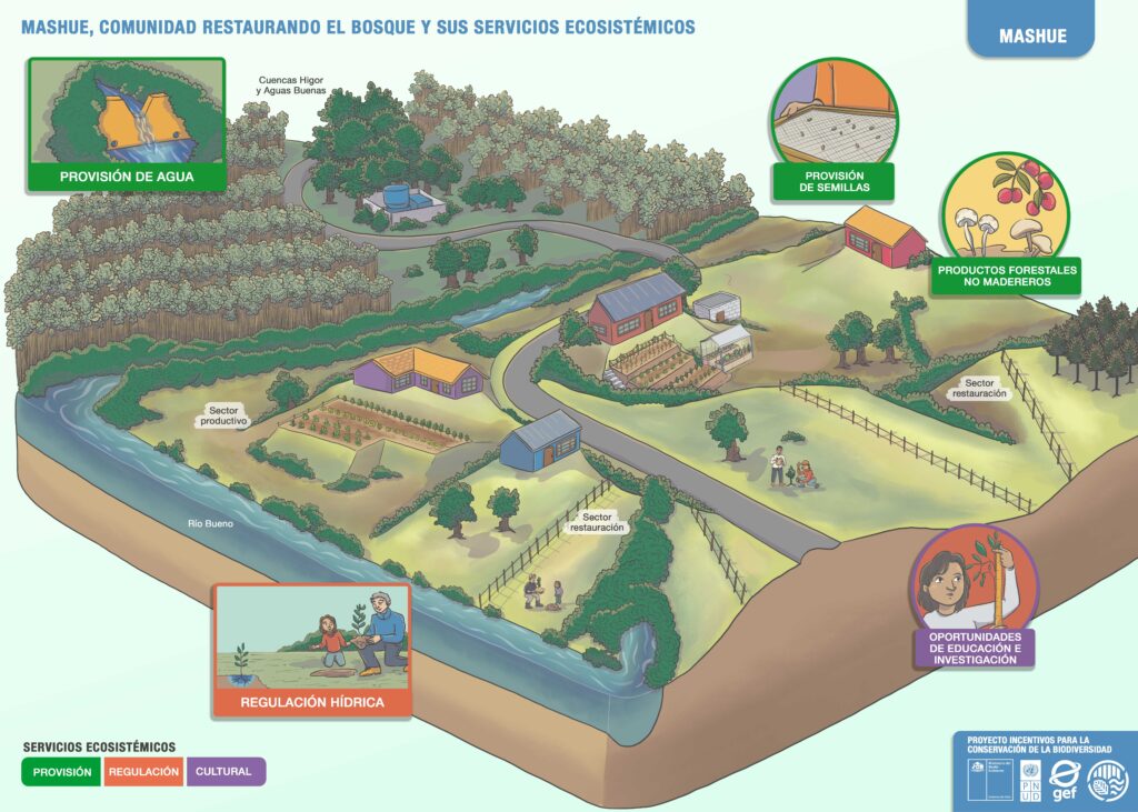Mashue, comunidad restaurando el bosque y sus servicios ecosistémicos