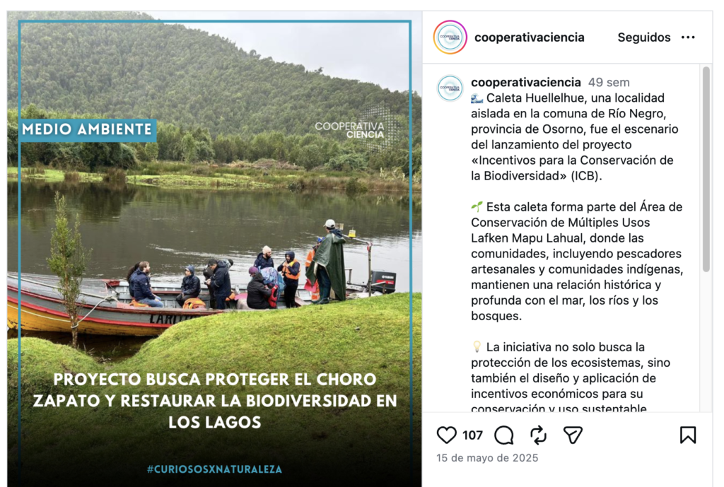 Proyecto busca proteger el choro zapato y restaurar la biodiversidad en Los Lagos